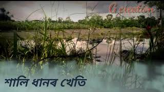 অসমৰ শালি ধানৰ খেতি,,,,,,,,