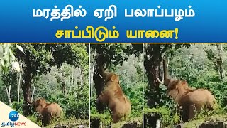 மரத்தில் ஏறி பலாப்பழம் சாப்பிடும் யானை! | Valparai Elephant video