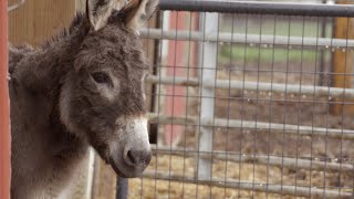 驢子才不笨！說人笨驢你才是笨蛋，這麼有感情的動物怎麼會笨！｜動物星球頻道