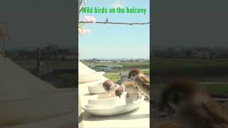 ベランダの野鳥Wild birds on the balcony 416s