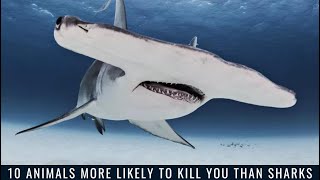 10 Animals More Likely to Kill You Than Sharks