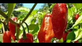 ThingLhang Damdoi( Malcha/Kingchilli ) By: Smartmyn Doungel.