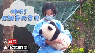 《熊貓早晚安》原來熊貓寶寶也和人類寶寶一樣要哄睡！ | iPanda熊貓頻道