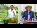 hort couture 3 piece portulaca colorblast live plants on qvc