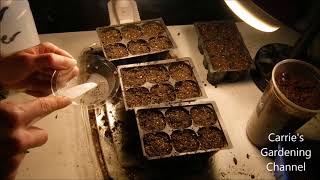 how to plant basil from seed, how to grow basil from seed, how to sow basil seeds