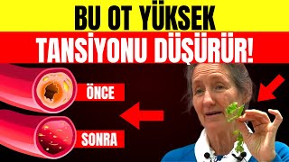 Kan Basıncını Anında Düşüren ve Damarları Temizleyen 3 Mucize Bitki – Barbara O'Neill'in Sırları