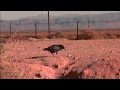 Ravens and Tortoises
