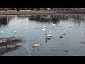 2023年02月　池花池の白鳥たち ①　早朝の飛翔風景