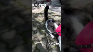 飛ぶ猫！！みかん2才⭐︎羽根のおもちゃで..#cat #ねこ #ネコ #猫のいる暮らし #軽井沢 #猫動画 #保護猫