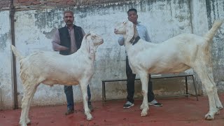 GUJRI GOAT TOP QUALITY ABBASI GOAT FARM JAIPUR #goatfarm #bakramandi #jaipurbakramandi #gujrigoat