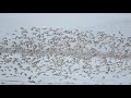 ♪鳥くん野鳥動画（佐賀県佐賀市大授搦）ハマシギ群れ飛翔景色jo6a5342