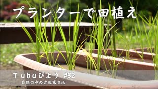 【#32 Ｔｕｂｕびより】|プランター稲作 田植え お米 稲作の栽培 ホウネンエビ カブトエビ｜紫陽花 厄除け 金運アップ おまじない ドライフラワー｜田舎ぐらし 田舎生活 古民家 生活｜