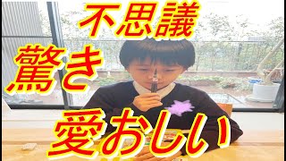 【海老蔵改め團十郎】市川團十郎、妻・麻央さんと同じ癖がある勸玄くんに驚き「不思議」「愛おしいですね」