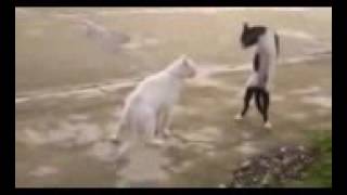 funny video funny animal videos, funny cats Compilation 2015