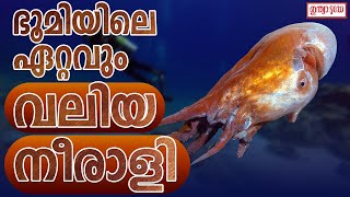 ഭൂമിയിലെ ഏറ്റവും വലിയ നീരാളികളിൽ ഒന്നിനെ കണ്ടെത്തി