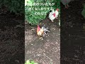 にわとりの羽について　about feathers of roosters backyardchickens ニワトリ youtubeshorts