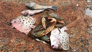 赶海碰上食肉大蟹疯狂抢食，阿文急忙跑来劝架，这场面太刺激了