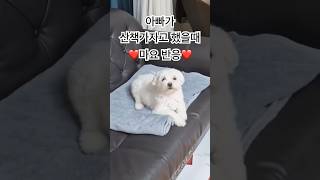 아빠가 산책가자고 했을때 마요반응#강아지 #강아지브이로그 #강아지일상 #cute