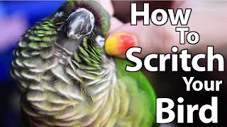 How to Scritch a Bird | Topics