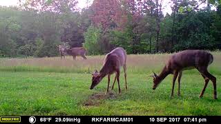 BUCK 2017 0910  Cam01 VID2401 6pt \u0026 10pt Bucks Sparring