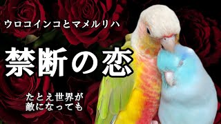 マメルリハのくねくねダンス/ウロコインコとマメルリハ男の子カップル/Pineapple Conure/pacific Parrotlet