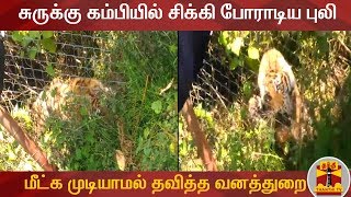 சுருக்கு கம்பியில் சிக்கி போராடிய புலி - மீட்க முடியாமல் தவித்த வனத்துறை | Tiger