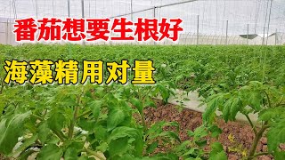 种番茄想要生根好，海藻精是首选，农户要注意使用量！【付老师种植技术团队官方频道】