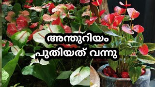 Gardening Malayalam/Anthurium Plant Caring/Indoor Plants/Indian Mom Business/Zain World