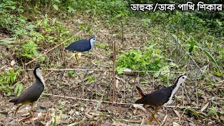 Easy Bird Trap Amazing Breasted Waterhen Trap। ডাহুক পাখির ফাঁদ। ডাহুক পাখি ধরার ফাঁদ তৈরির পদ্ধতি