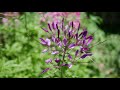 how to grow cleome spider plant from seed growing cut flower garden annuals