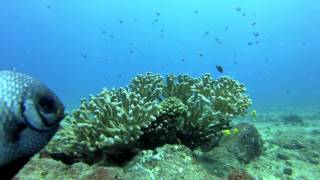 10 minutes of Reef Life in Maui - 2 large Awa (milkfish) swim by