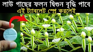 লাউয়ের ফলন দ্বিগুন বাড়াতে এই ট্যাবলেট দিন - লাউ পঁচা বন্ধ করে দ্রুত বড় করবে। লাউ চাষ পদ্ধতি