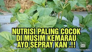 SEPRAY nutrisi cabe musim kemarau tepat akurat. #tutorial #farming #petanicaberawit