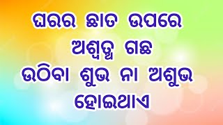 ଘରର ଛାତ ଉପରେ ଅଶ୍ୱତ୍ଥ ଗଛ ଆପେ ଆପେ ଉଠିବା ଶୁଭ ନା ଅଶୁଭ ହେଇଥାଏ।ସମାଧାନ।