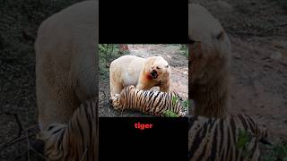 Siberian Tiger VS Polar Bear Meet in The Wild! - Blondi Foks #shorts