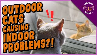 Outdoor Cat Tormenting YOUR Indoor Cat? What You Can Do!