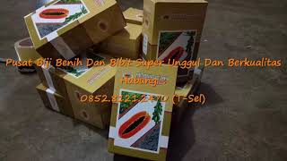 +62 852 8121 2470 (T-Sel), Budidaya Benih Pepaya Madu Super