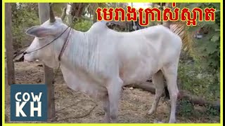 មេគោធំក្រាស់ និង មេជំទង់លក់ | Cow for sale video  -  Cow for sale low price