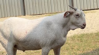 ADANT BACHHO KI GROWTH KAISE KAREIN ||SABRIJI CATTLE FEED LIVE RESULTS||DAILY VLOG SABRIGOATFARM