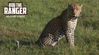 Male Leopard Wakes Up | Lalashe Maasai Mara Safari