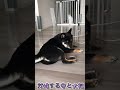 【立ち耳スコティッシュフォールド】守と大福。対峙する猫と犬。【豆柴】