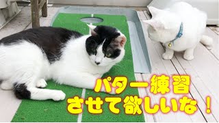 太郎とオーちゃん　パター練習の邪魔をする猫が可愛すぎです😸　＃保護猫