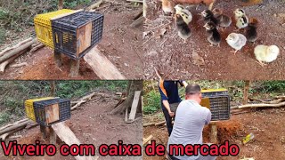 Lida No Rancho,,fiz um novo viveiro pra galinha que saiu pintinho 🐥 com caixa do mercado