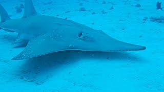 2024 07 Fish Factory Rays and Sharks Bandos Maldives 4k