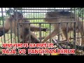 Pertarungan Raja VS Pangeran Beruk Ala Kung Fu Merebut Buah Kuini.