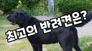 래브라도리트리버는 과연 최고의 반려견 일까?