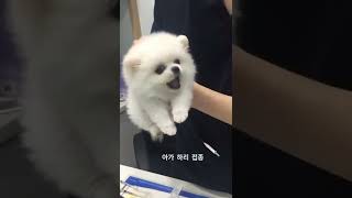 🤬🤬don't touch me.... lovely puppies#shorts  #viralvideo #funny