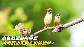 麻雀數量多壽命短，為何很少見到它們的遺骸？麻雀死后去哪了 #农村鸟类 #福寿螺敌 #春鲅鱼冷 #伪装鸟类 #海狗交配