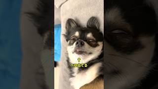 寝る前のマッサージが気持ち良くてベロが出ちゃう犬。 #shorts  #chihuahua