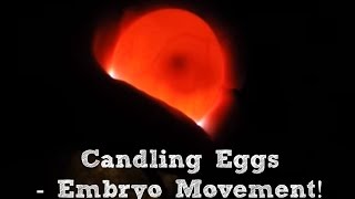 Candling Eggs : Embryo Movement on Day 8!